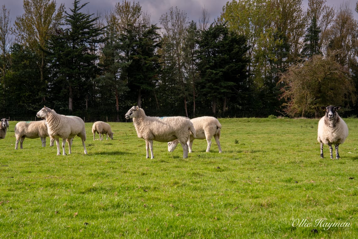 Sheeps