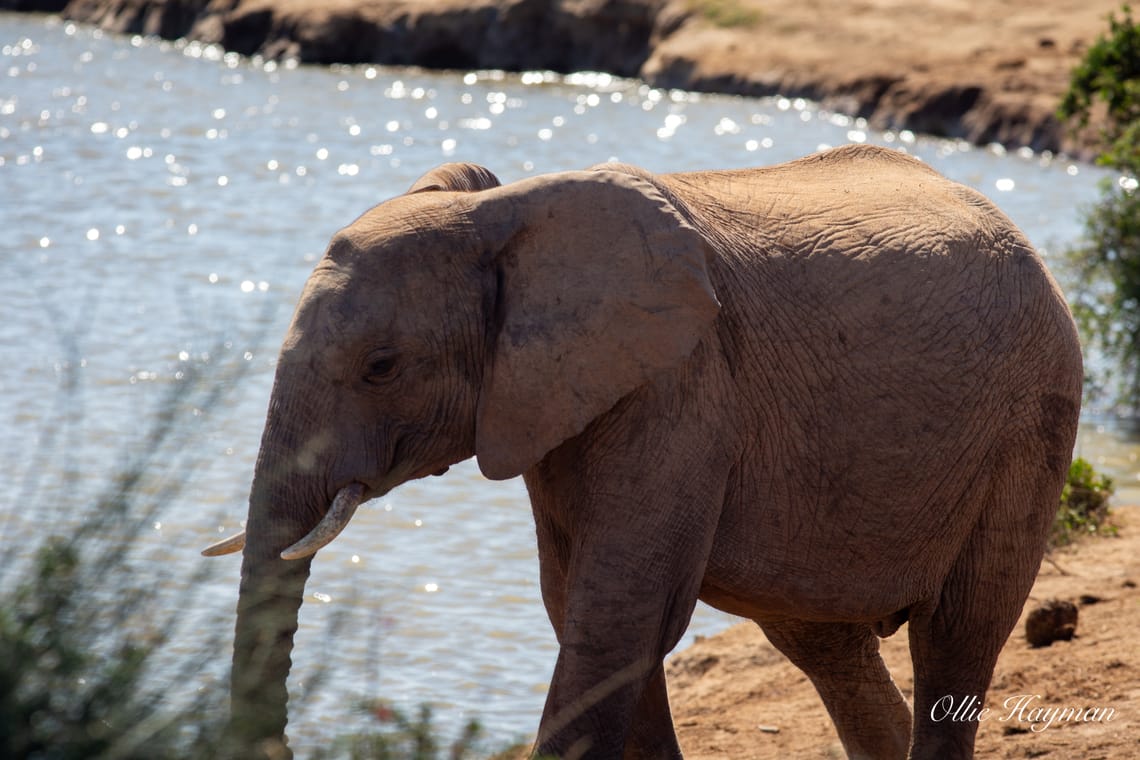 Elephant